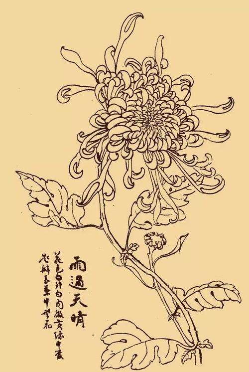 这么美的白描菊花,忍不住要分享给你!