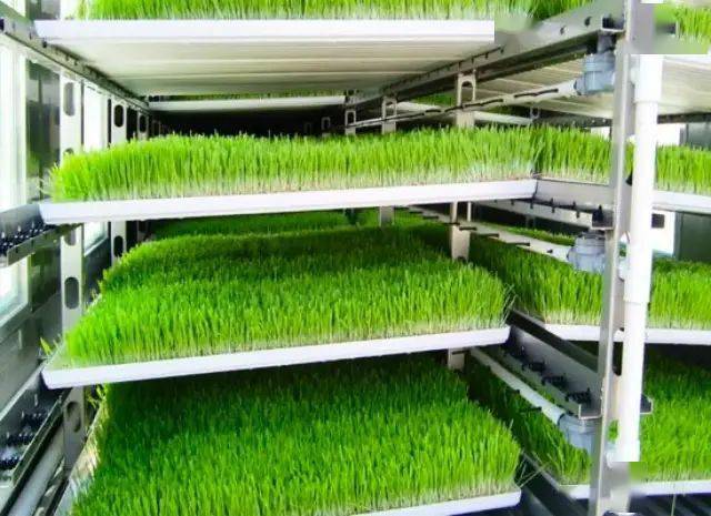 新模式:水培麦芽养牛!
