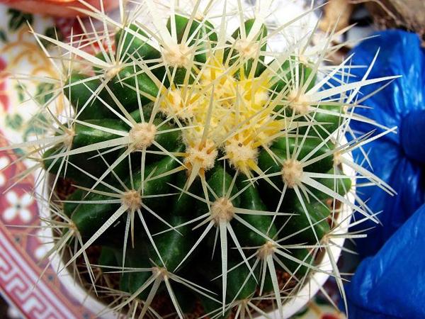 仙人球的花语是什么仙人球的寓意和象征