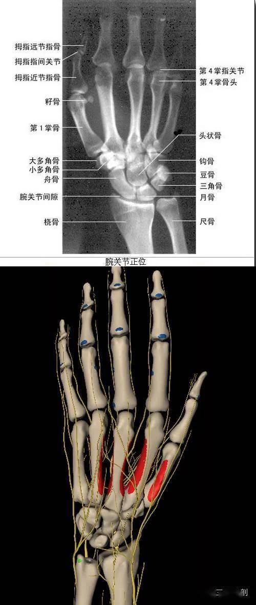 腕关节正位颈椎侧位