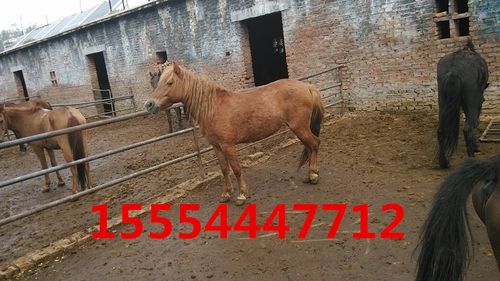 矮马的价格 国产矮马 荷兰矮马 海阳德保矮马多少钱一匹