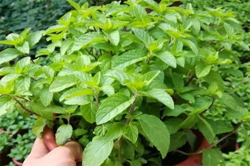 九层塔是什么菜集营养和药用为一体的蔬菜