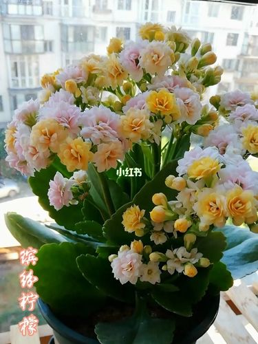 长寿花缤纷柠檬水果糖