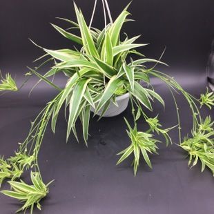 银边吊兰 银边草 金边吊兰盆栽吸甲醛防辐射室内摆放绿植花卉