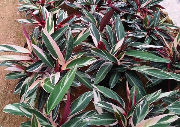 七彩竹芋有毒吗七彩竹芋开花吗