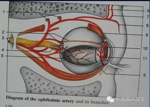 眼眶的解剖最全面的图文详解