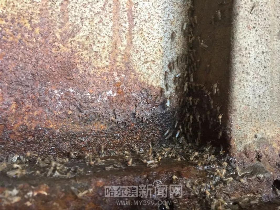 封闭地下室成蚊子窝居民大冬天买蚊帐这个楼居民太难了