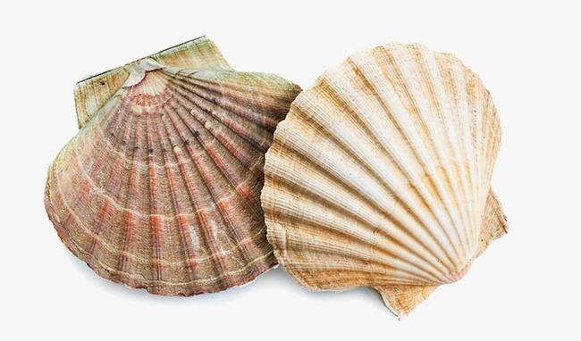 卡通手绘风格贝壳珍珠装饰免扣元素