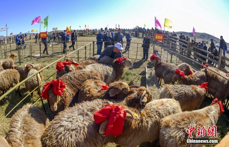 新疆福海举办最美阿勒泰羊评选赛