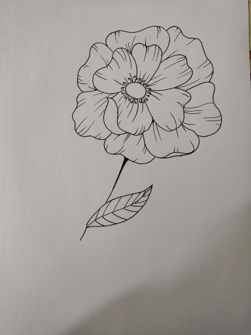 速写花2"每日一练"