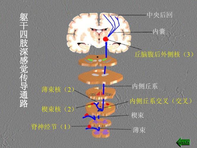 8感觉传导通路ppt