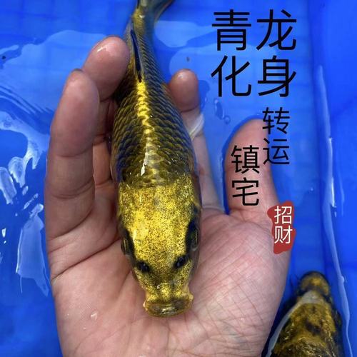 高档观赏鱼日本纯种锦鲤转运招财风水鱼镇宅古黄金