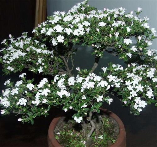 六月雪什么时候开花六月雪有什么功效