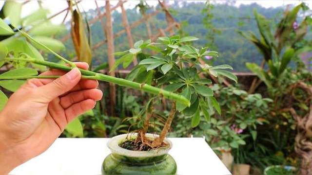 扦插鸭掌木,试试这"1种"方法,插上就活一盆变成多盆!