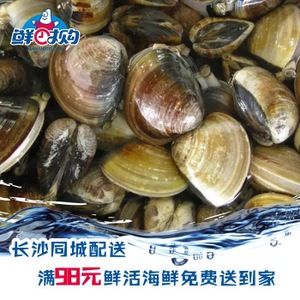 鲜活文蛤 鲜活海蚬子 海捕 鲜活海鲜长沙同城配送 500g