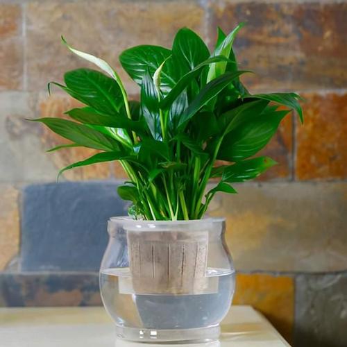 黄百合代表的是早日康复,葵百合体现的是富贵,姬百合的花语是高雅