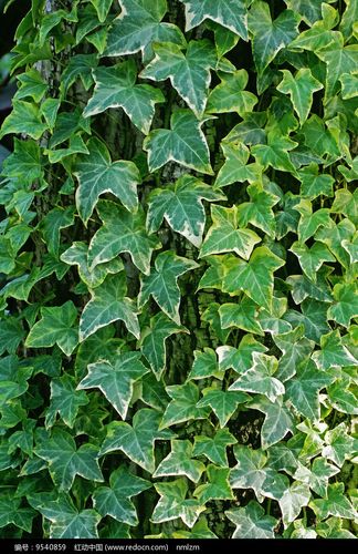 花叶常春藤