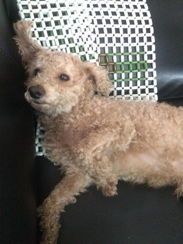 这卷毛狗是什么品种,值几个钱? 详细解答这个狗