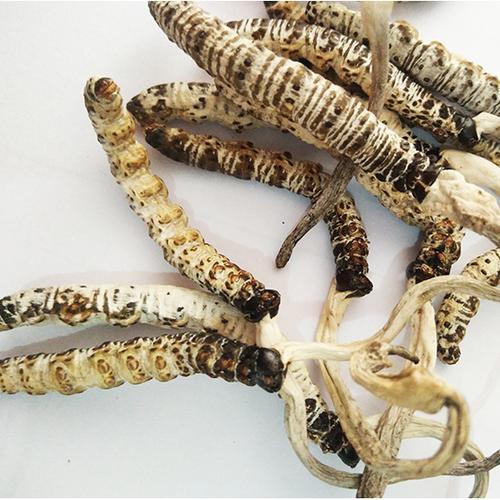 贵州石阡纯天然野生正宗冬虫夏草营养滋补新鲜0.1克/根无断虫草