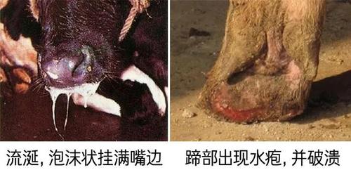 今年口蹄疫又要小爆发你做好准备了没