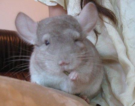 龙猫多少钱一只?好养吗?