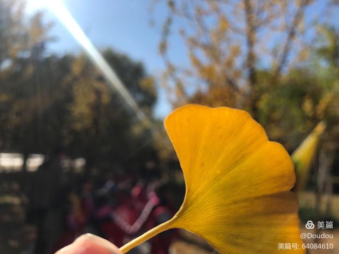 其它 幼四班 第八周 我和秋天有个约会 写美篇   一幅幅有趣的树叶