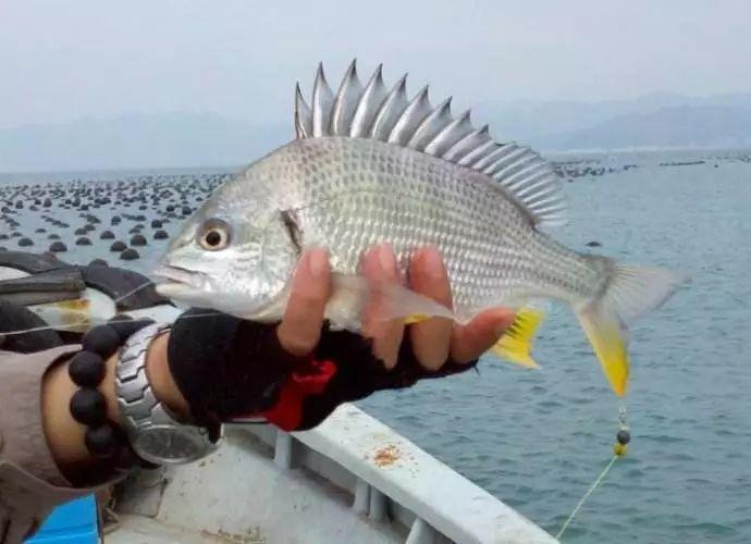 学名:马掌丁鱼俗称:鸡腿鱼01 / it"s fishingtime!