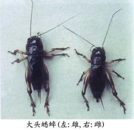 大头蟋蟀