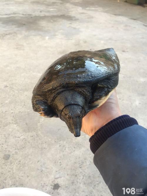 一斤七量纯野生甲鱼