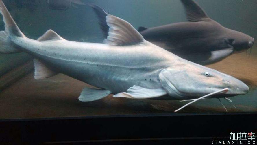 撒旦鸭嘴的介绍