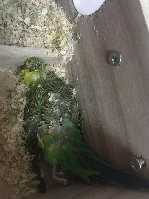 虎皮鹦鹉养了一年,雄鸟死在繁殖箱里,没有血,头好像被