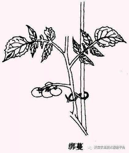 四,什么是蔬菜种植搭架技术?