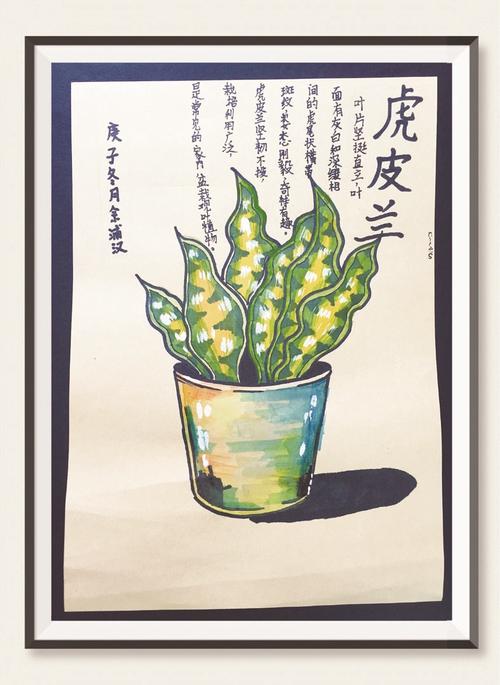 虎皮兰(儿童画)