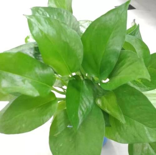 绿萝主要是观叶植物,日常养护过程中适当使用稀释后的啤酒水来擦拭