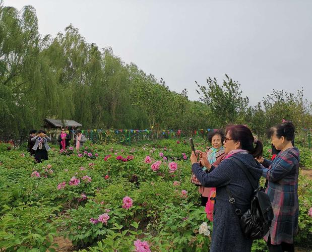 一一德州减河牡丹园记(b篇2019.4.29