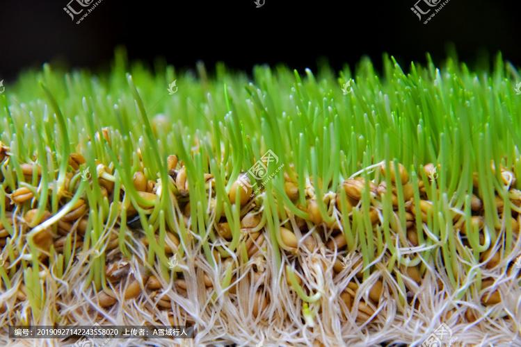 [正版商业]麦芽