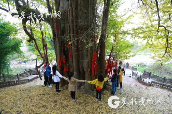 长顺中华银杏王镀金正当时