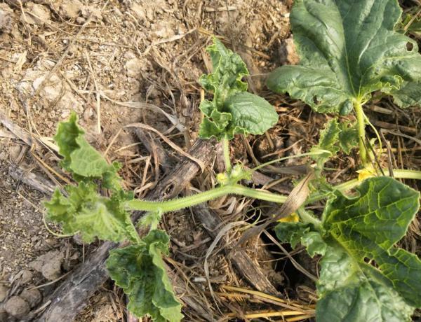 西瓜病毒病怎么治?了