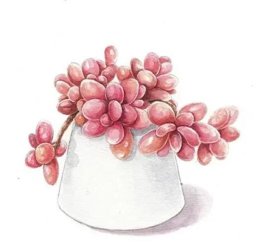 喜爱的多肉,还可以画下来,彩铅,水彩都用上