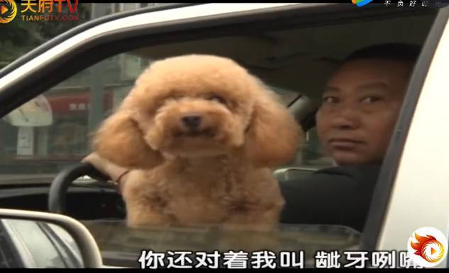 【谭谈交通】车窗内伸出一只狗头,谭警官今天要与「狗