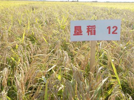 垦稻12号(垦99-34)