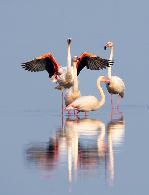 写美篇 站在我们面前的是"大红鹳" 红鹳目·红鹳科·大红鹳属 又名"大
