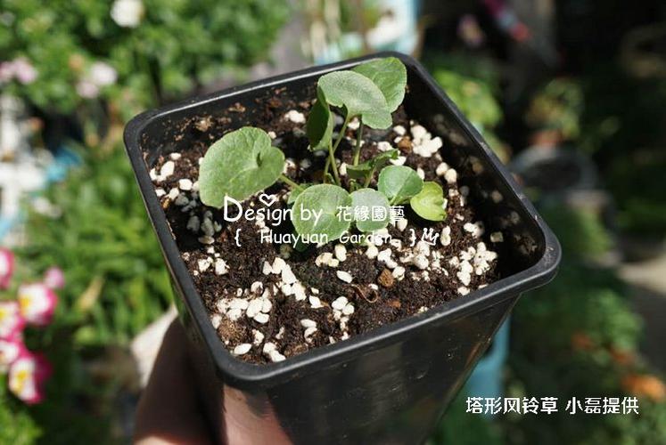 花缘咸菜 进口花种*英国tm*塔型风铃草/漫钟花天宇5-10粒