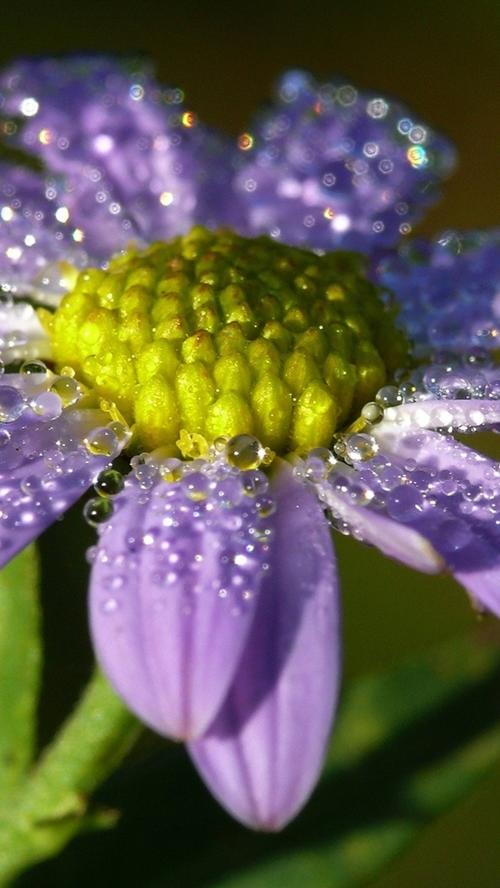 孤独紫色的花,花瓣,露水
