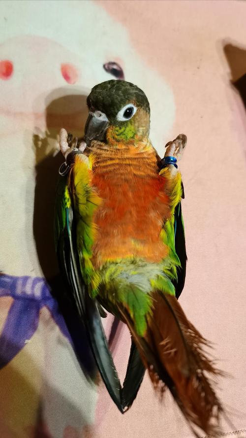 转让小太阳鹦鹉一只