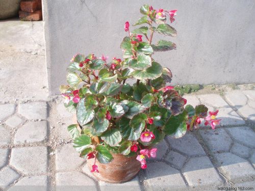 无痛苦根除结石的妙方 玻璃海棠