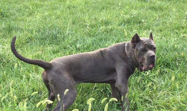 班道戈犬,将护卫犬与防暴犬完美结合