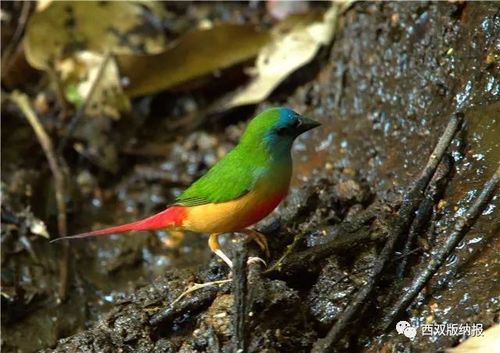 罕见新鸟种长尾鹦雀再现西双版纳
