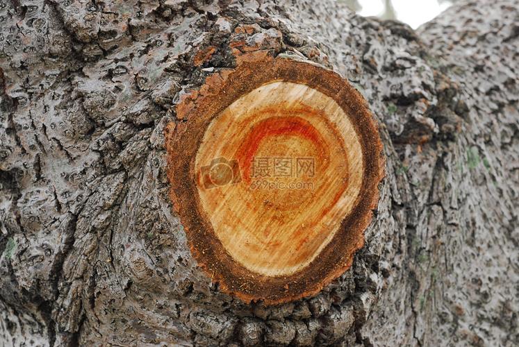 切开的树木横截面