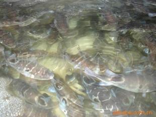 河豚鱼